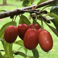 Attēlu rezultāti vaicājumam “Cornus mas fruit”