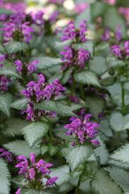 Attēlu rezultāti vaicājumam “Lamium maculatum leaf”