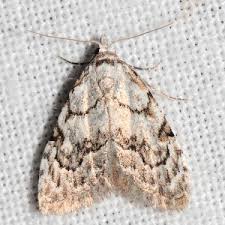 Attēlu rezultāti vaicājumam “Nola confusalis”