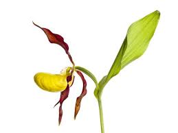 Attēlu rezultāti vaicājumam “Cypripedium calceolus flower”