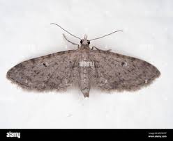 Attēlu rezultāti vaicājumam “Eupithecia icterata female”