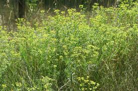 Attēlu rezultāti vaicājumam “Euphorbia virgata flower”
