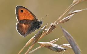Attēlu rezultāti vaicājumam “Coenonympha pamphilus”