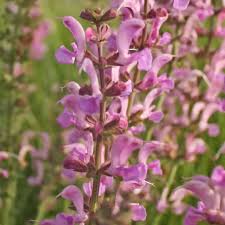 Image result for Salvia pratensis `Rose Rhapsody