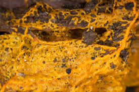 Attēlu rezultāti vaicājumam “Physarum viride var. incanum stalked”