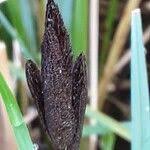 Attēlu rezultāti vaicājumam “Carex acutiformis flower”