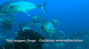 Image result for Lutjanus novemfasciatus