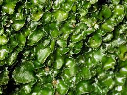 Attēlu rezultāti vaicājumam “Conocephalum”