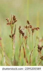 Attēlu rezultāti vaicājumam “Luzula multiflora”