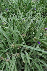 Attēlu rezultāti vaicājumam “Tradescantia virginiana”