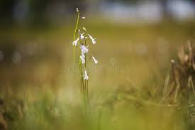 Attēlu rezultāti vaicājumam “Lobelia dortmanna”