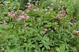 Attēlu rezultāti vaicājumam “Astrantia major”