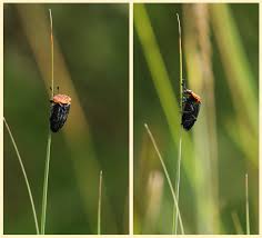 Attēlu rezultāti vaicājumam “Oiceoptoma thoracicum”