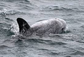 Image result for Grampus griseus