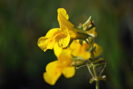 Attēlu rezultāti vaicājumam “Utricularia vulgaris flower”