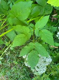 Attēlu rezultāti vaicājumam “Aegopodium podagraria leaf”