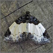 Attēlu rezultāti vaicājumam “Mesoleuca albicillata”