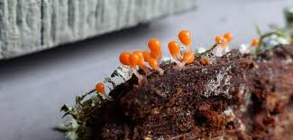 Attēlu rezultāti vaicājumam “Trichia flavicoma spores”