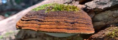 Attēlu rezultāti vaicājumam “Phellinus”