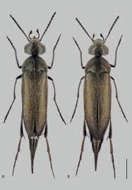 Attēlu rezultāti vaicājumam “Mordella sp.”