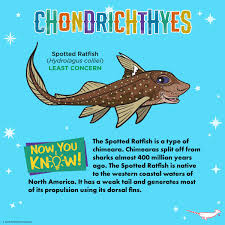 Image result for Hydrolagus colliei