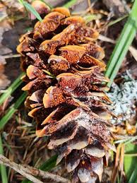 Attēlu rezultāti vaicājumam “Pucciniastrum areolatum”