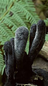 Attēlu rezultāti vaicājumam “Xylaria polymorpha”