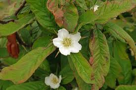 Attēlu rezultāti vaicājumam “Mespilus germanica”