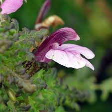 Attēlu rezultāti vaicājumam “Pedicularis palustris flower”