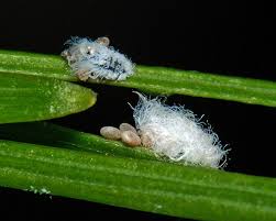 Attēlu rezultāti vaicājumam “Adelges laricis”