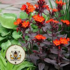 Attēlu rezultāti vaicājumam “Silene x arkwrightii Vesuvius flower”