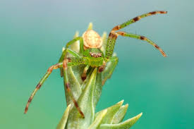 Attēlu rezultāti vaicājumam “Diaea dorsata”