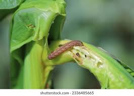 Attēlu rezultāti vaicājumam “Xestia c-nigrum”