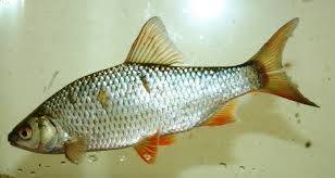 Image result for Rutilus rutilus