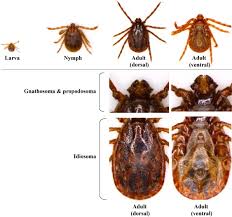 Attēlu rezultāti vaicājumam “Trichia longipalpis”