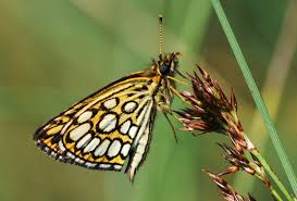 Attēlu rezultāti vaicājumam “Heteropterus morpheus underside”