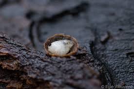 Attēlu rezultāti vaicājumam “Phronia sp. larva”