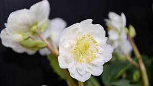 Image result for Christrose