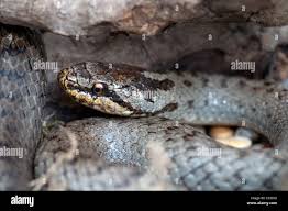 Attēlu rezultāti vaicājumam “Coronella austriaca”