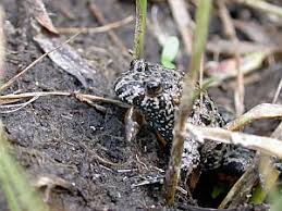 Attēlu rezultāti vaicājumam “Hamatocaulis lapponicus”