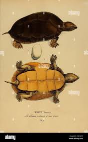 Image result for Chelon dumerili