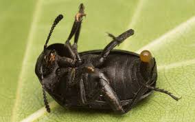 Attēlu rezultāti vaicājumam “Silpha obscura larva”