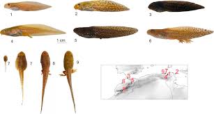Attēlu rezultāti vaicājumam “Pelophylax juvenile”