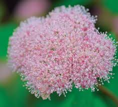 Attēlu rezultāti vaicājumam “Hydrangea arborescens subsp. discolor flower”