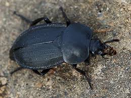 Attēlu rezultāti vaicājumam “Silpha obscura”