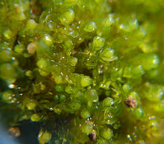 Attēlu rezultāti vaicājumam “Nardia geoscyphus”