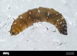 Attēlu rezultāti vaicājumam “Tipulidae larva”
