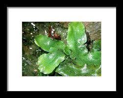 Attēlu rezultāti vaicājumam “Conocephalum”