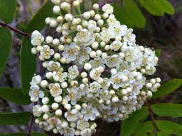 Attēlu rezultāti vaicājumam “Sorbus aucuparia flower”