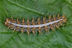 Attēlu rezultāti vaicājumam “Brenthis daphne”